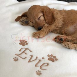 Personalised Dog Blanket with paws